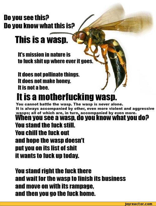 funny-pictures-auto-wasp-joke-479737.jpeg