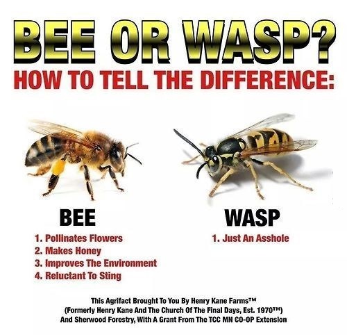 funny-picture-bee-vs-wasp.jpg