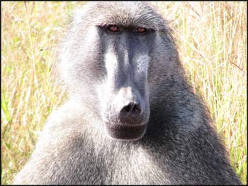 baboon-pictures.jpg