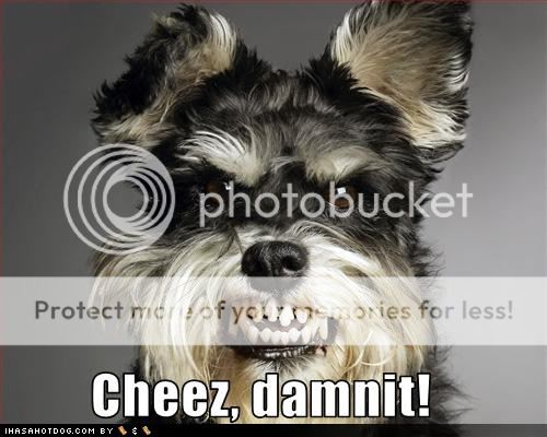 funny-dog-pictures-cheez-damnit.jpg