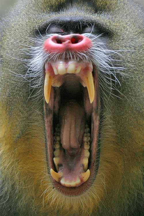 mandrill-baboon.jpg